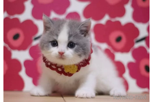 成約済の東京都のスコティッシュフォールド-100482の1枚目